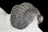 Detailed Gerastos Trilobite Fossil - Morocco #145749-5